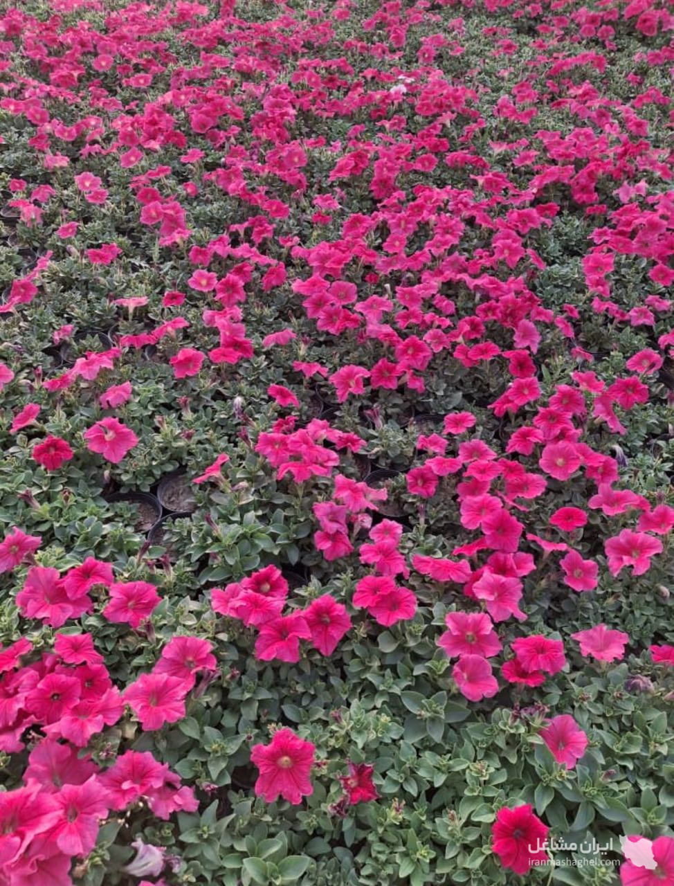 محقق مدرس محوطه سازی و فضای سبز دکتر میثم علی پور سلمانشهر